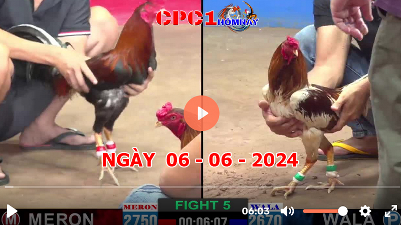 Đá gà CPC1 ngày 06-06-2024