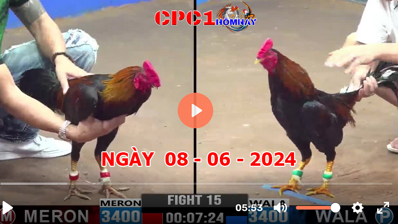 Đá gà CPC1 ngày 08-06-2024