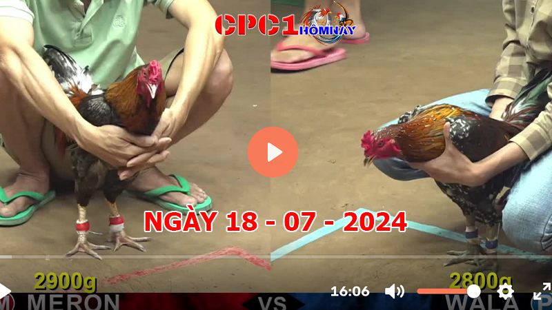 Đá gà CPC1 ngày 18-7-2024