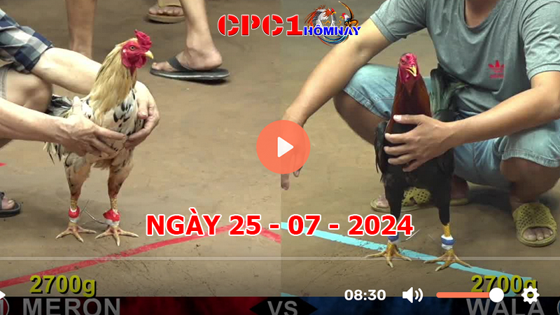 Đá gà CPC1 ngày 25-7-2024