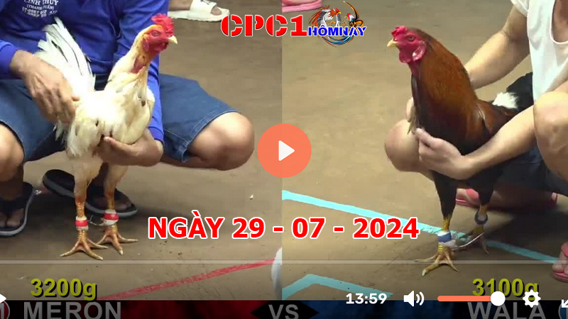 Đá gà CPC1 ngày 29-7-2024