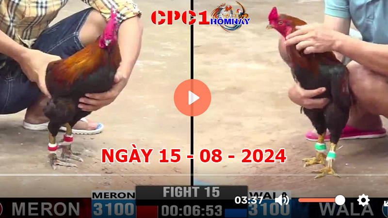 Đá gà CPC1 ngày 15-8-2024