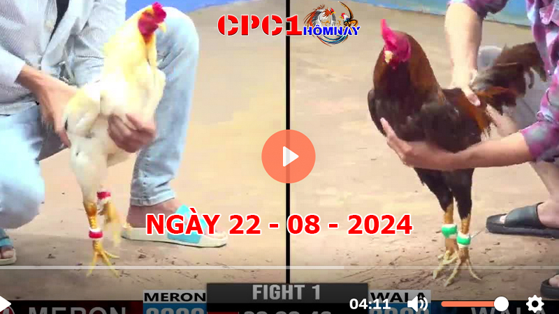 Đá gà CPC1 ngày 22-8-2024