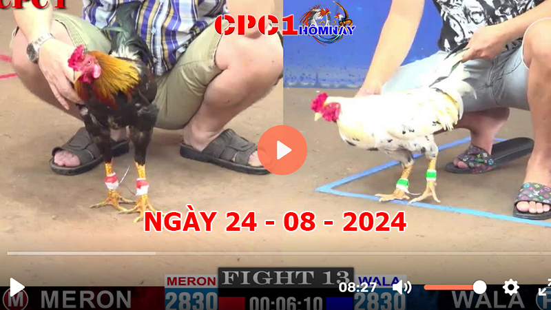 Đá gà CPC1 ngày 24-8-2024