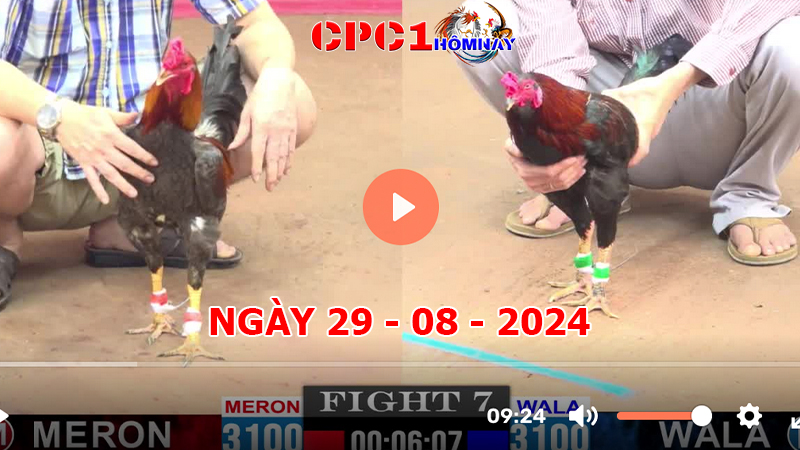 Đá gà CPC1 ngày 29-8-2024